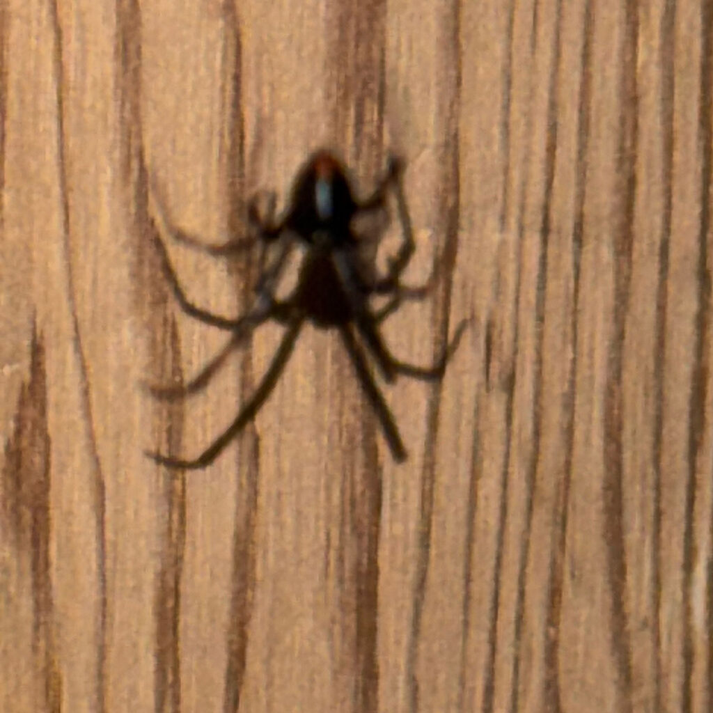 spider on wall